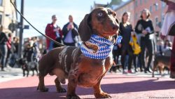 Dachshund loves to voice with or without reason, and needs early socialization. This will help t ...