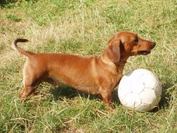 Remember to trim its nails three times a month, and always keep your pet’s ears and eyes c ...