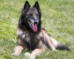 Tervuren is a truly versatile dog. Before the industrial era took over Belgium in earnest, peopl ...