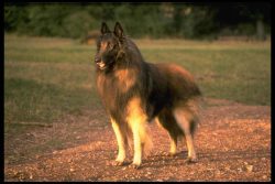 Tervuren is large dogs with a proportional, muscular build. The head is moderately long, the eye ...