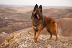 The Tervuren breed has a very kind and open character, especially towards its family. This is tr ...
