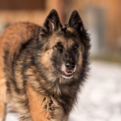 These dogs have excellent intelligence, they perfectly understand the person, they are very smar ...