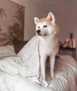 Initially, Akita dogs were started by peasants to hunt large animals. But later the quality of t ...