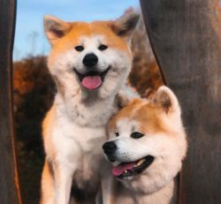 In Japan, Akita dogs were kept on a rescue team to pull out drowning people. And in the United S ...