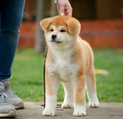 Akita dogs remain in childhood for a long time – up to 1.5-2 years. During this period, th ...