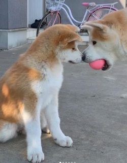 During the Second World War, the Akitas were under threat of extermination, because of the large ...