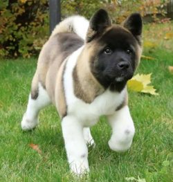 Akitas are very loyal to their master. An example is the legendary Hachiko, who went out to meet ...