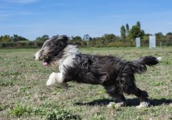 The Bearded Collie is a breed that was originally bred to help shepherds, but now it is loved fo ...