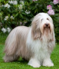 This beautiful pet will look after the children and will make the owners a company on a walk. An ...