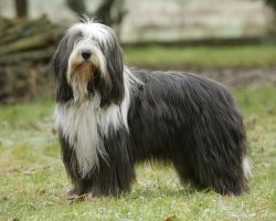 Birdie is distinguished by a slender and harmonious physique, combined with a strong bone and we ...