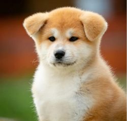 After the film “Hachiko” with its dramatic history, the general public learned about ...