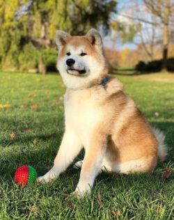 Literally, the name of the breed is translated as a dog from the Akita province. These dogs have ...
