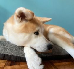 The ancestors of this breed are the Japanese hunting dogs Matagi-inu. In the seventeenth century ...