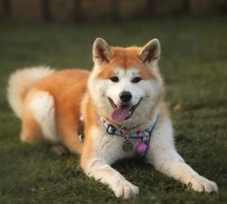 Akita Inu is often called smiling dogs. Indeed, on their face, as it were, always a wide and goo ...