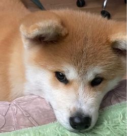 Akita Inu is the protagonist of the film Hachiko. But not everyone knows that the history of cin ...