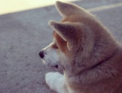 Akita Inu are used as guards, protectors, and companions. Akita Inu is called samurai dogs. 