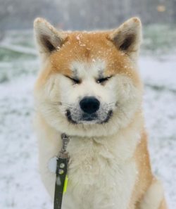 Akitas are very balanced and stingy with emotions, they rarely show joy or sadness, they prefer  ...