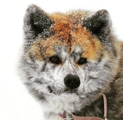 Akita Inu has an amazing ability to think, act according to a situation, and cheat not primitive ...