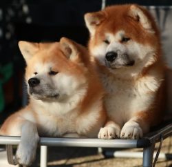 It is necessary to raise a puppy Akita Inu in strictness and a clear understanding of what you w ...