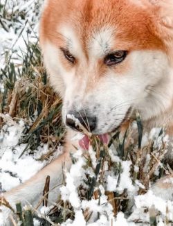 Remember that Akita Inu is equal to you, he is your friend, ally, and companion. We’ll hav ...