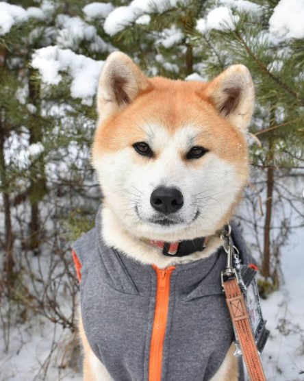 The growth of Akita Inu at the withers is from 60 to 70 cm, the physique is strong, powerful, th ...
