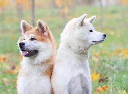 Possible colors of Akita Inu: red-fawn, red with dark ends, white, brindle. All dogs, except for ...