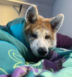 Taking care of Akita Inu is not difficult, but it is still there. Most of the time will have to  ...