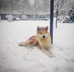 Aita Inu himself chooses the place of sleep. But the owner needs to make the bed comfortable, cl ...
