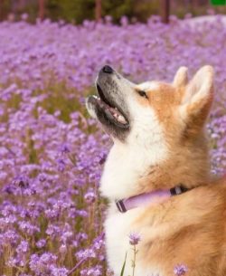 In Japan, Akita Inu eats the usual national food: fish, rice, seaweed, vegetables. Often this br ...