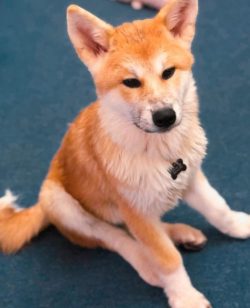Japanese Akitas were often among the favorites of the royal nobility and Japanese emperors, and  ...