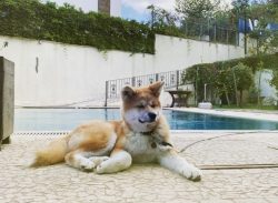 Even a skeptic will be forced to agree that Akita Inu has an ideal character. These are amazingl ...