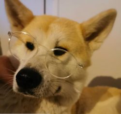 From childhood, Akita Inu are curious, playful, and cheerful. Youthful enthusiasm and optimism d ...