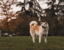Japanese Akita dogs are the best and most irreplaceable friends. They are obedient, but in retur ...