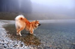 In conditions of housing, Akita Inu need long daily walks at least twice a day. An active lifest ...