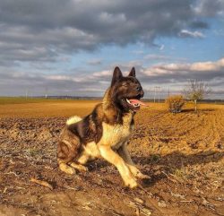 Each representative of the Akita Inu breed is individual. It is necessary to deal with a dog of  ...