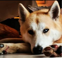 Akita Inu is recognized as the property of Japan and a monument of oriental culture. No dog has  ...