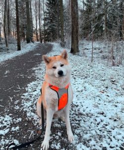 Akitas are not picky at all and are ideal for keeping both in an apartment and on the territory  ...