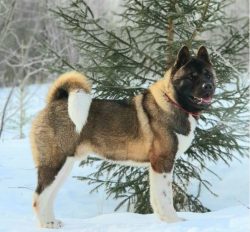 There is a myth that Akitas are real sweethearts and cuties. This is not entirely true: when the ...