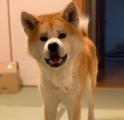 The dog Akita will treat animals less than himself favorably, albeit with a tinge of superiority ...