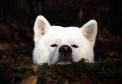 Akita Inu are strong empaths. They perceive the mood of the owner and treat him very delicately. ...