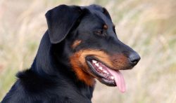 The Beauceron is a long-standing herding breed that has been common in northern France for centu ...