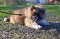 Teach your pet Akita to all hygiene procedures from childhood! Adult dogs may be aggressive or f ...