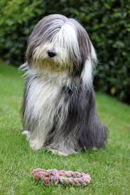 The Bearded Collie combines the energy, sensitivity, attention and courage of a shepherd and int ...
