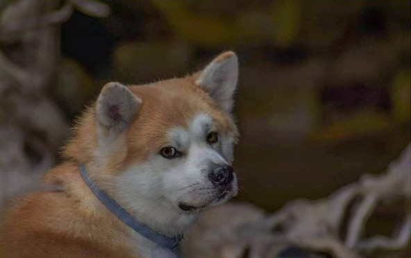 Before choosing an Akita puppy, there is always a choice of a breeder: it is good if you have fe ...