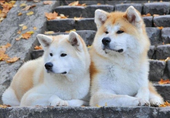 Akita Inu and Shiba Inu are often compared to cats because of their pathological craving for cle ...