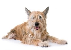 Berger Picard is a medium-sized dog with good muscles, slightly longer than tall, with a tousled ...