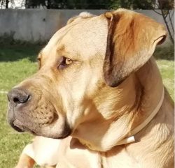 Alano, Spanish Alano, sometimes called. The Spanish Bulldog (Spanish Alano español) is a large d ...