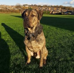 Alano is one of the oldest breeds. She was not bred from any currently known dog breeds, but on  ...