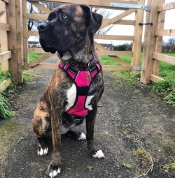 Alano is handsome and proportionate, mobile and obedient. An ideal watchman, security guard, and ...