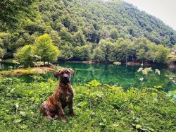 As with many ancient dog breeds, the history of the origin of the Alano breed is a bit hazy but  ...